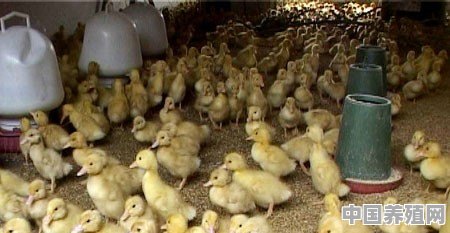 养鸭子想赚钱，想知道养鸭子都有哪些技巧 - 中国养殖网