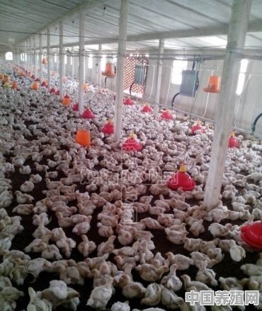 养鸭子想赚钱，想知道养鸭子都有哪些技巧 - 中国养殖网