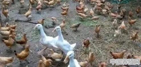 农村散养土鸡场，为何都喜欢养上几只鹅，这有什么用意 - 中国养殖网