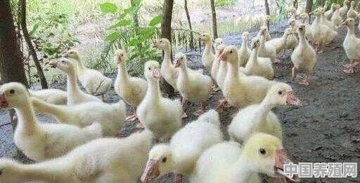 雏鸭的饲料要求是怎样的 - 中国养殖网
