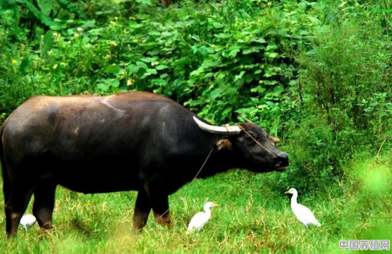 老牛一般怀孕多少天生 - 中国养殖网