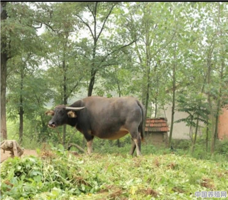老牛一般怀孕多少天生 - 中国养殖网