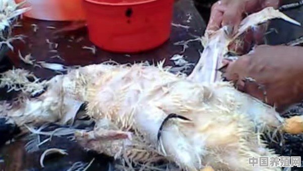 鸭子肚子下没毛，怎么样快速长毛 - 中国养殖网