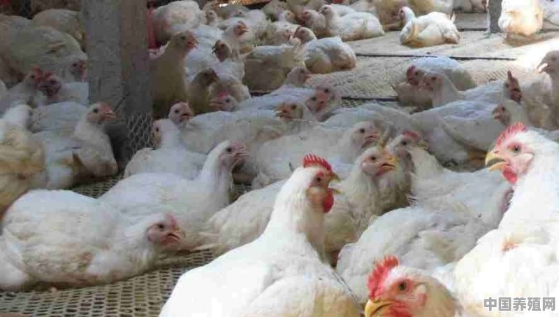 市场上多鸡一般养殖多少天出栏的 - 中国养殖网
