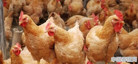 市场上多鸡一般养殖多少天出栏的 - 中国养殖网