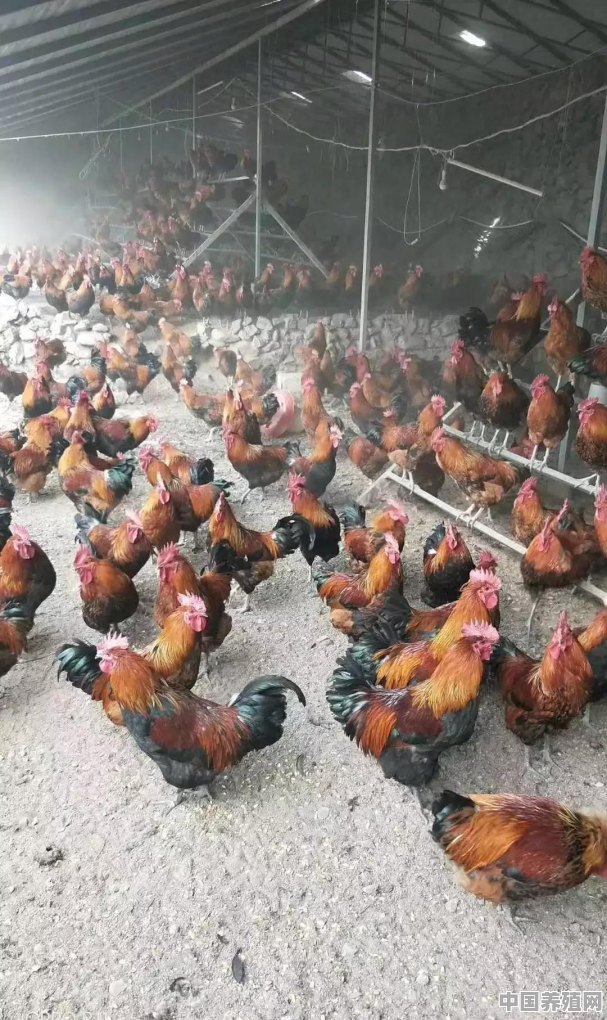 溜达鸡的利润大约是多少？怎么养殖 - 中国养殖网