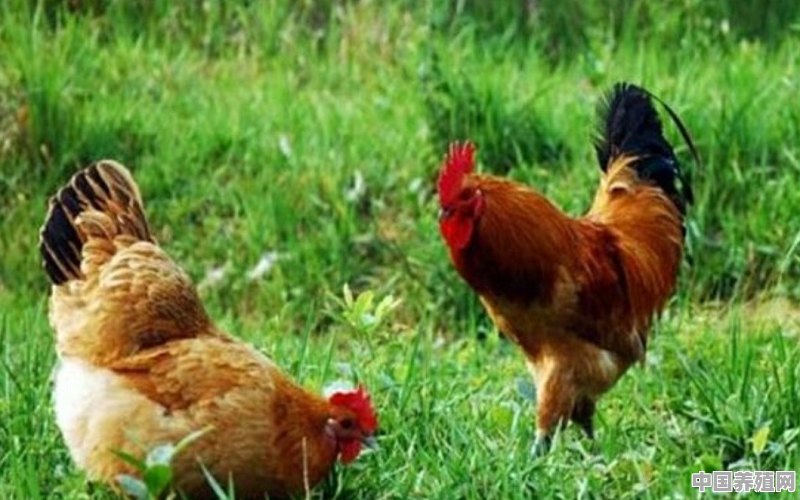 溜达鸡的利润大约是多少？怎么养殖 - 中国养殖网