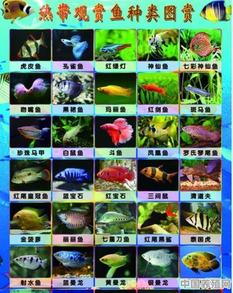 想在家里摆个生态鱼缸养些热带鱼，有没有哪些比较可（ling）爱（lei）的品种 - 中国养殖网