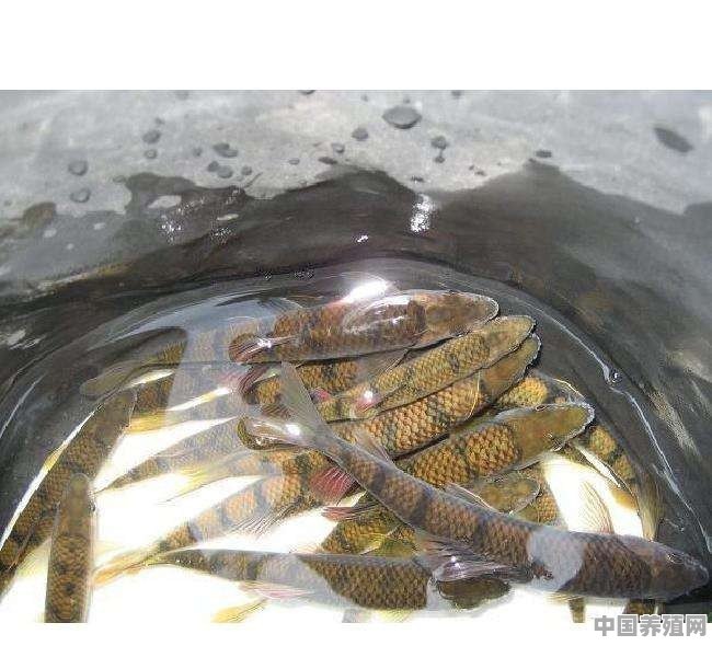 早上上班石斑鱼全死了，这个季节室内养石斑鱼有什么要注意的 - 中国养殖网