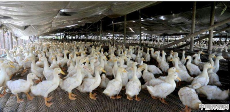 目前肉鸭价格达10元/斤，你认为这样的高价能维持多久 - 中国养殖网