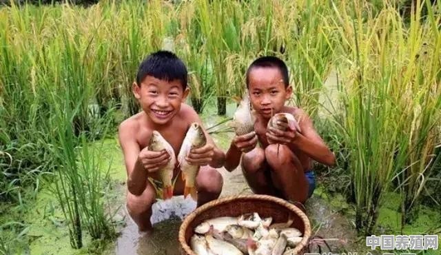 稻田养草鱼应注意什么 - 中国养殖网