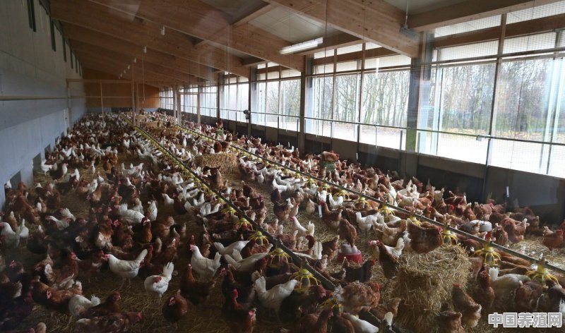 刚杀的新鲜鸡如何保存 - 中国养殖网