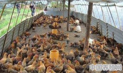 怎样建一个小型的智能土鸡鸡舍 - 中国养殖网