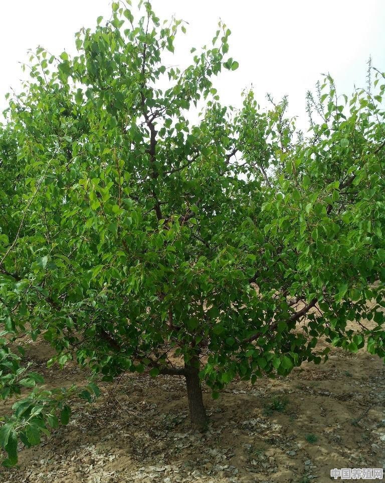 什么果树比较容易种植 - 中国养殖网