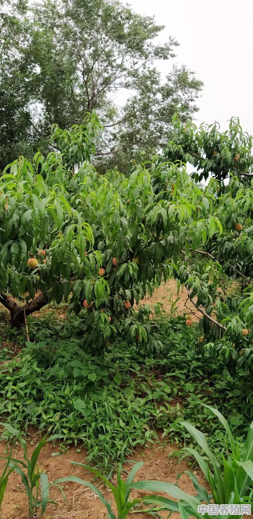 什么果树比较容易种植 - 中国养殖网
