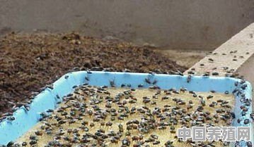 想养殖蝇蛆喂鱼，需要注意什么 - 中国养殖网