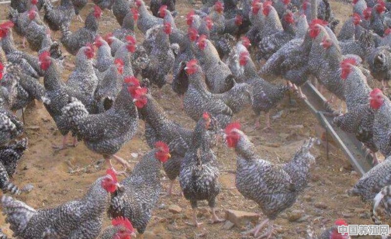 芦花鸡养殖技术，谁知道？孵化小鸡怎么挑种蛋 - 中国养殖网