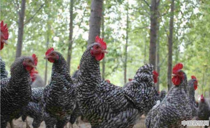 芦花鸡养殖技术，谁知道？孵化小鸡怎么挑种蛋 - 中国养殖网