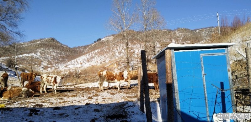 万荣晋南牛养殖基地在什么地方 - 中国养殖网