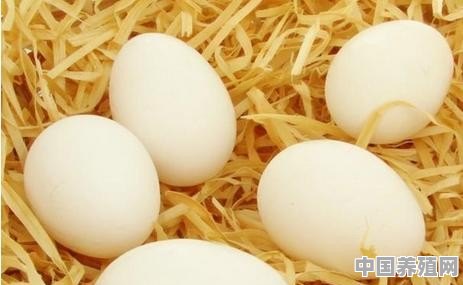 寒冷季节养鸡，需要注意什么 - 中国养殖网