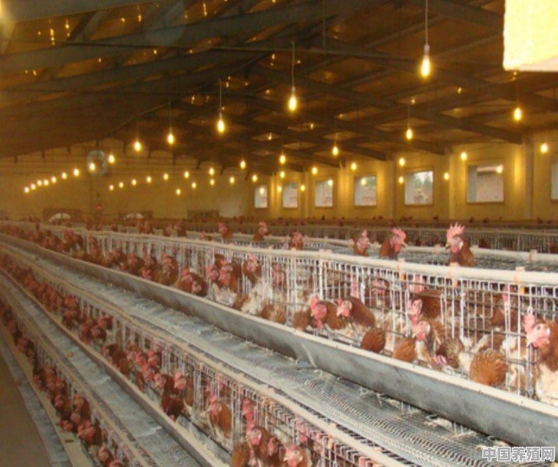 寒冷季节养鸡，需要注意什么 - 中国养殖网