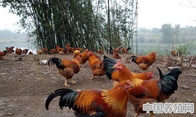 土鸡后期喂豆粕和玉米可以吗 - 中国养殖网