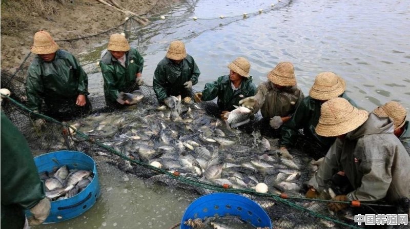 夏季高温天气，鱼塘该怎样投喂饲料 - 中国养殖网