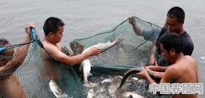 夏季高温天气，鱼塘该怎样投喂饲料 - 中国养殖网