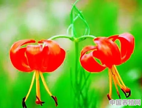 在农村你见到最漂亮的野花是什么花 - 中国养殖网