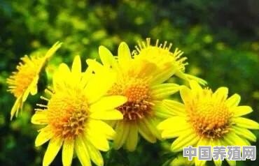 在农村你见到最漂亮的野花是什么花 - 中国养殖网