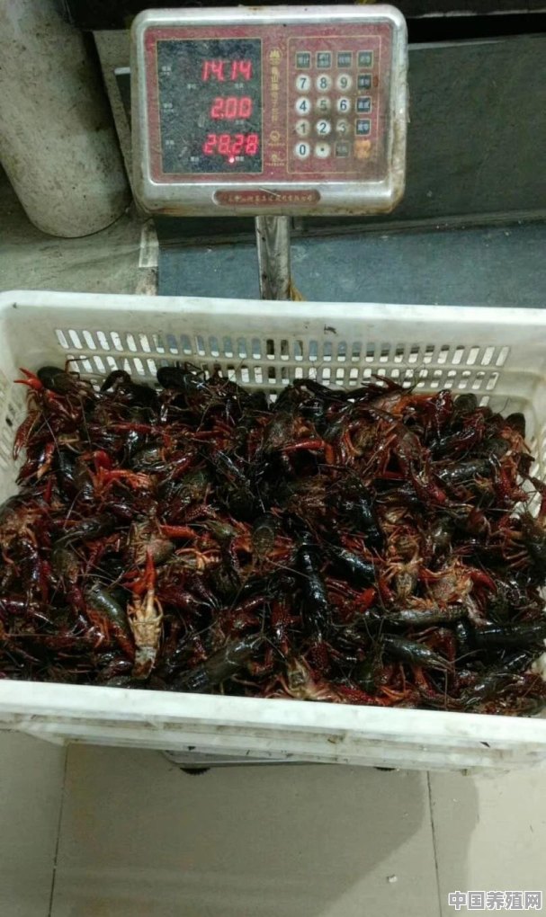 今年湖南益阳这边水稻田大规模养殖小龙虾，不知道小龙虾生意好不好做，销售到哪些地方 - 中国养殖网