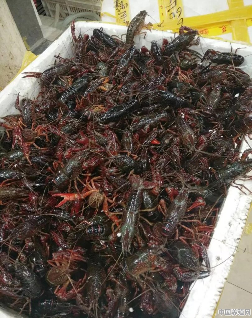 今年湖南益阳这边水稻田大规模养殖小龙虾，不知道小龙虾生意好不好做，销售到哪些地方 - 中国养殖网