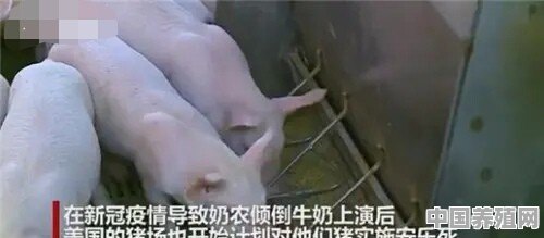 据外媒报道，美国养殖户开始对他们饲养的鸡和猪实施安乐死，有必要吗 - 中国养殖网