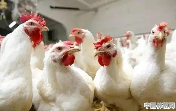 据外媒报道，美国养殖户开始对他们饲养的鸡和猪实施安乐死，有必要吗 - 中国养殖网