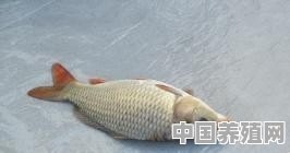 有10亩鱼塘，现在养什么鱼合适 - 中国养殖网