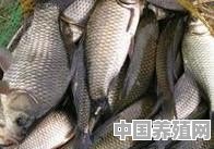 有10亩鱼塘，现在养什么鱼合适 - 中国养殖网