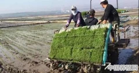 疫情期间，农民被封堵在家里，春耕种子下不了地怎么办 - 中国养殖网