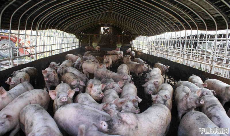 1000头母猪需要多少产床 - 中国养殖网