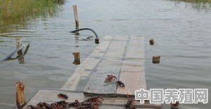 七月高温的天气时，该怎样喂养龙虾 - 中国养殖网