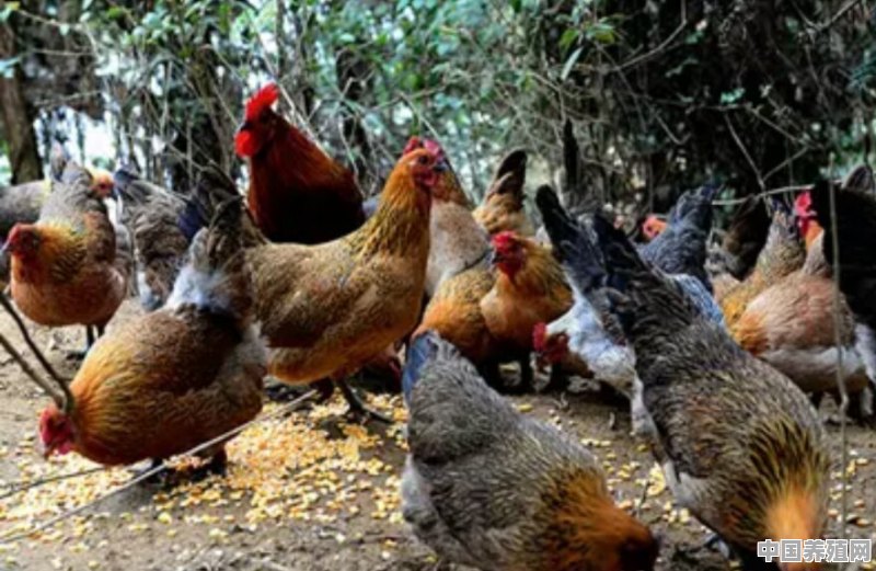 承包10亩地，散养土鸡这个项目怎么样 - 中国养殖网