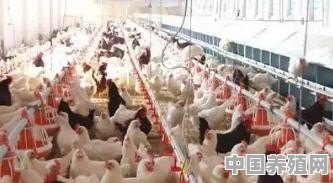 现在养鸡可以做到45天出栏吗？怎么做 - 中国养殖网