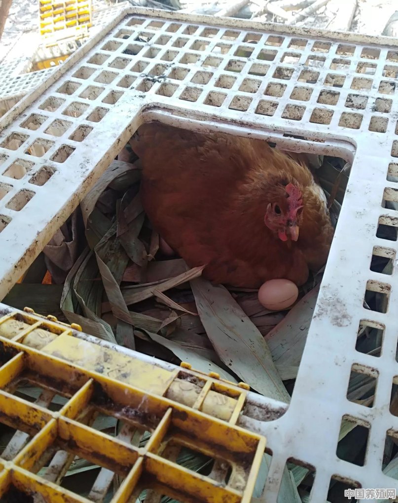 现在养鸡可以做到45天出栏吗？怎么做 - 中国养殖网