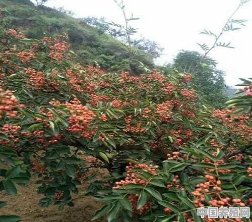 花椒林下养殖什么合适 - 中国养殖网