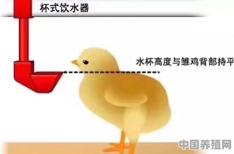 养鸡使用水线，怎么来调整高度 - 中国养殖网
