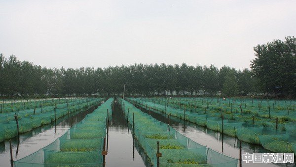 龙虾和什么东西一起养殖效益更好 - 中国养殖网