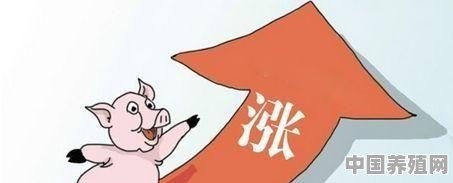 农村小猪价格45元一斤，是什么原因让小猪的价格如此之高 - 中国养殖网