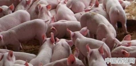 农村小猪价格45元一斤，是什么原因让小猪的价格如此之高 - 中国养殖网