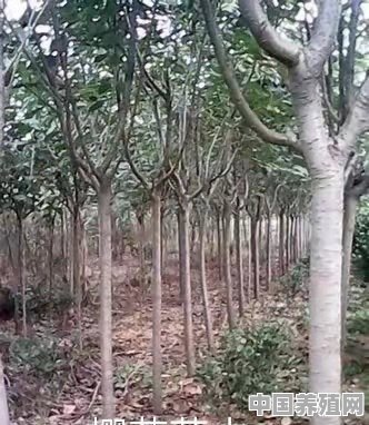 在河南种植什么绿化树比较好管理且利润高 - 中国养殖网