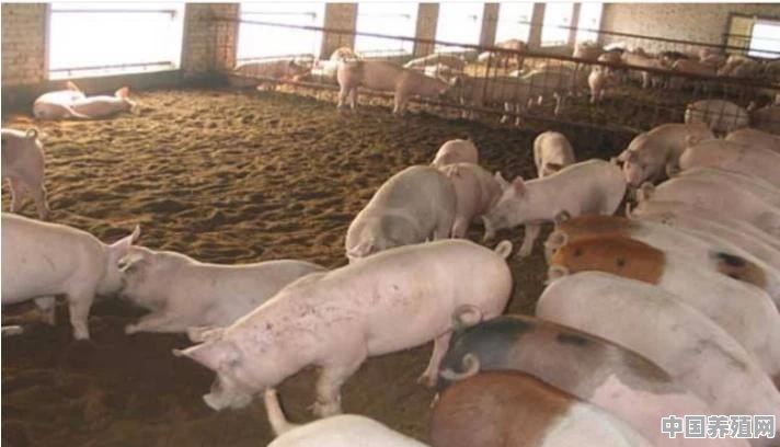 500头猪小养殖厂大概需要多少成本 - 中国养殖网