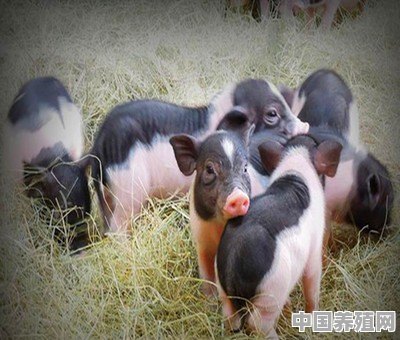 500头猪小养殖厂大概需要多少成本 - 中国养殖网